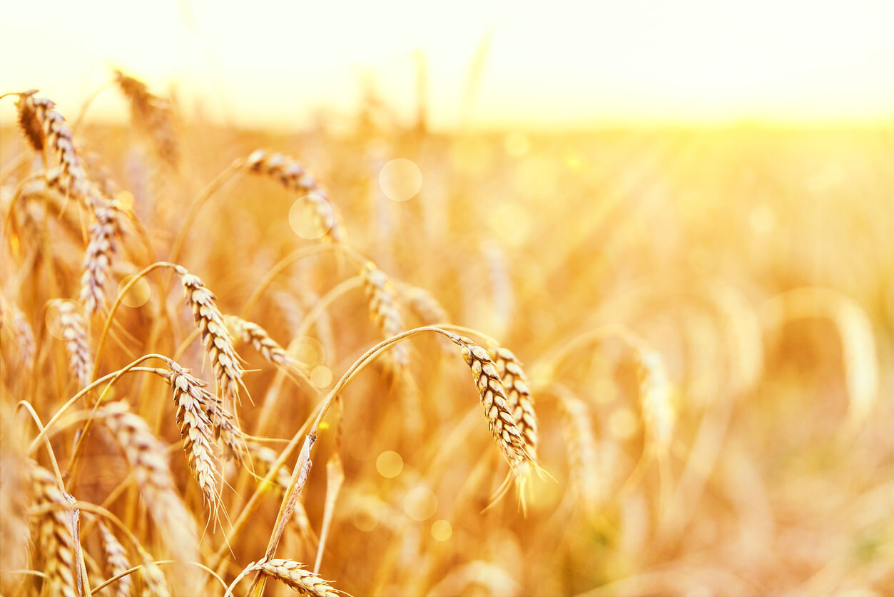Wheat field. Ears of golden wheat