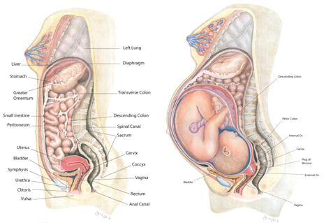 a diagram showing a womans internal organs during pregnancy